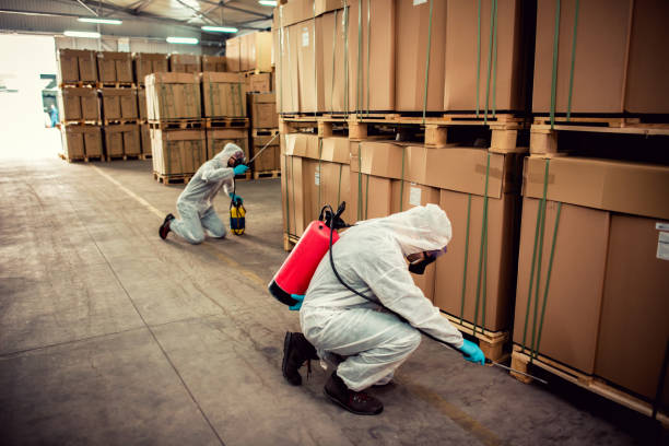 Best Wasp Removal Services  in Belmont, WI