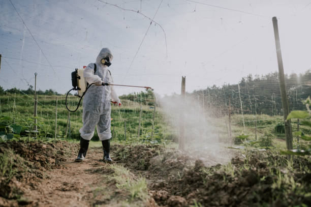 Best Ant Control Services  in Belmont, WI